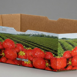 #7S4FRP-C PANIER FRAISE CANADA 4L <br>4LT PETIT/SMALL